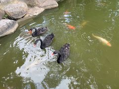 -珠海圆明新园
