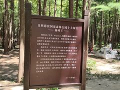 -日照海滨国家森林公园