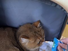 -萌兽医馆·宠物医院·猫骨科(创景店)