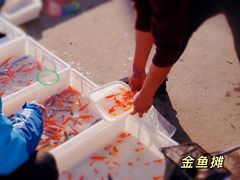 -宿州花鸟鱼虫古玩宠物大市场