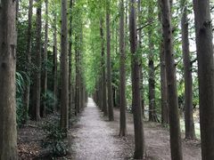 -上海长兴岛郊野公园