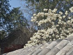 -泰山风景名胜区-普照寺