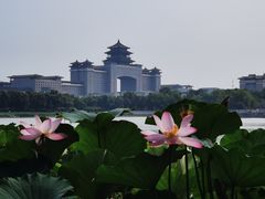 -莲花池公园