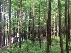 -昆山城市生态森林公园