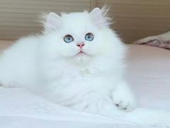 -东方名猫馆·英短金渐层布偶猫舍(环线广场1号楼店)