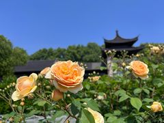 -莫愁湖公园