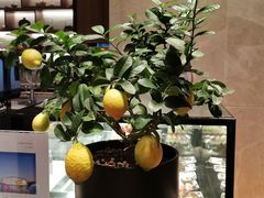 -嘉定凯悦·咖啡厅