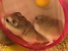 -龙猫仔乐园(惠福东路店)