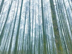 -山王坪喀斯特国家生态公园