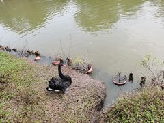 -南沙水鸟世界生态园