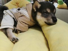 -逗柴咖啡屋·狗咖猫咖宠物桌游