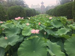 -四川大学(华西校区)