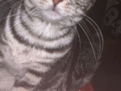 -猫大福·Fortune Cat猫舍(百子湾店)