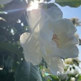 北京植物园 门票五块钱，便宜哭了