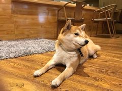 -柴务处·柴犬主题狗咖