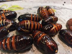 -千纸鹤嫩汁烤肉(西大直街店)