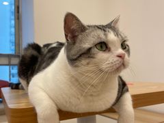 -有喵·猫咖·狗咖·30几只猫10只小狗(岗厦店)