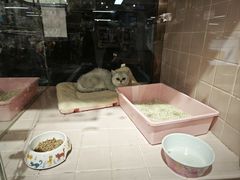 -FAELING PETS美天灵宠物(富力广场店)