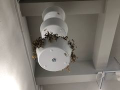 -酸奶王国(古城店)