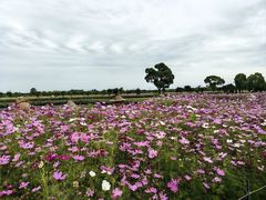 -嘉北郊野公园