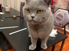 -猫小院猫主题咖啡厅(北锣店)