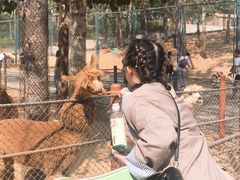 -大连森林动物园