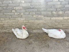 -春风习习