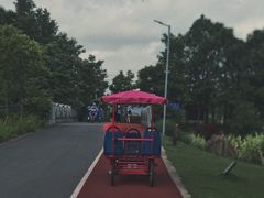 -上海长兴岛郊野公园