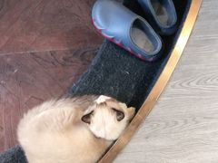 -猫十亿·布偶金渐层·曼基康矮脚猫舍(青年路店)