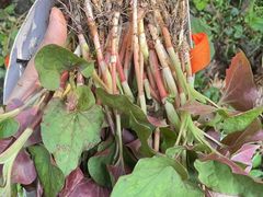 -武陵山森林公园