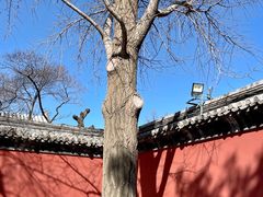 -颐和园