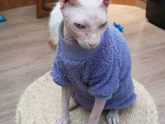 -有猫主题·治愈系猫咖(曾厝垵店)