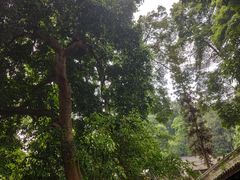-凤栖山