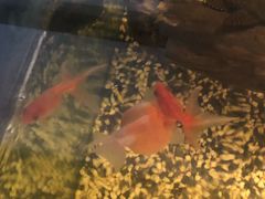 -ventus spa 沙巴亚庇正宗精油按摩会所