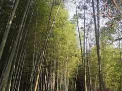 -石塘人家