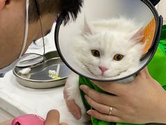 -福州肆爪动物医院