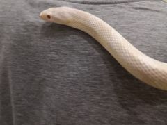 -藦茜花园宠物主题亲子互动体验馆(国顺东路店)