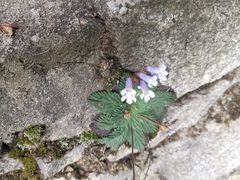 -秦岭终南山世界地质公园翠华山景区