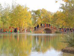 -金塔沙漠胡杨林景区