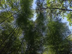 -上海佘山国家森林公园天马山园