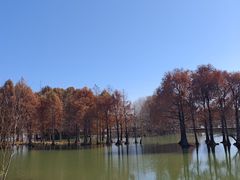 -贡湖湾湿地公园