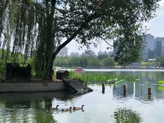 -莲花池公园