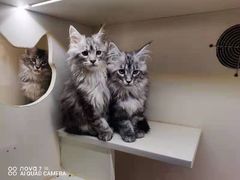 -十年猫舍·猫咪专门店(普陀店)