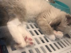 -lincat·猫舍(广州店)