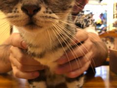 -more than meow吴止猫主题餐厅(承德 中船汇店)