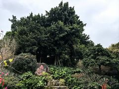 -金鸡山公园