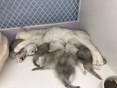 -喵的天空名猫咖啡馆·撸猫·猫舍·用品