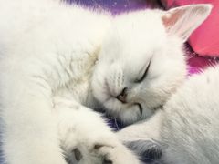 -乐宠宠物店(世纪金源店)