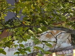 -陆家嘴中心绿地