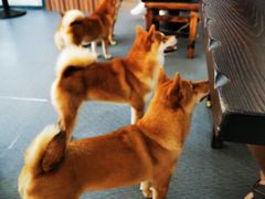 -柴源莊·柴小宠柴犬咖啡